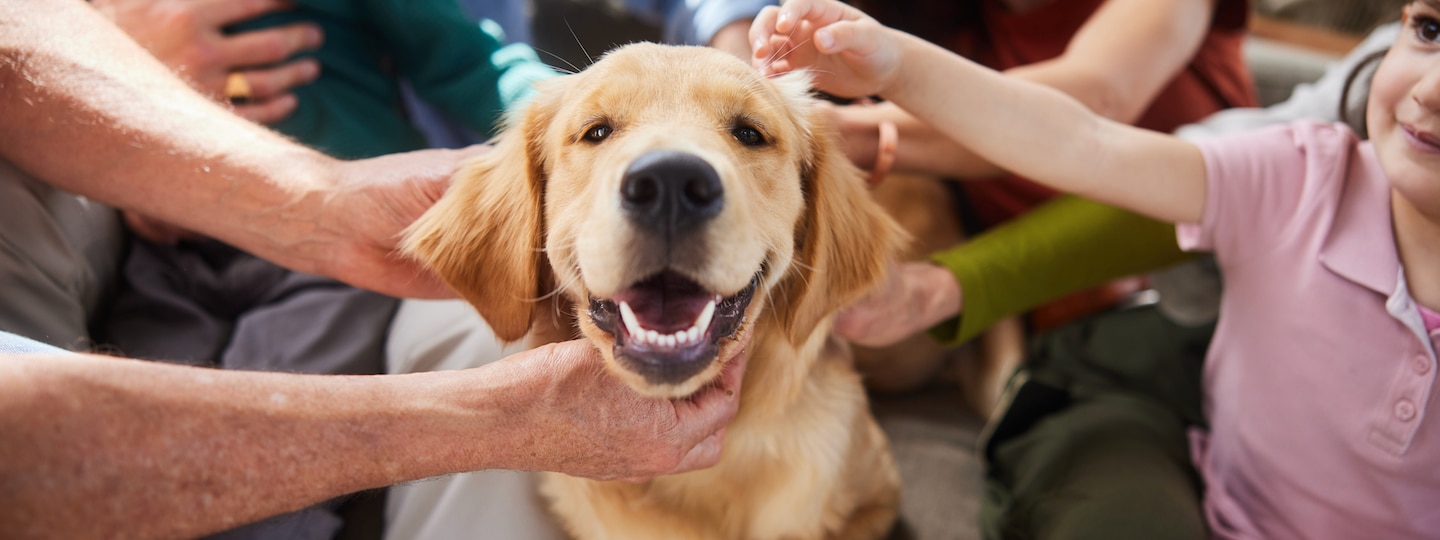 Dog smiling being pet by lots of hands