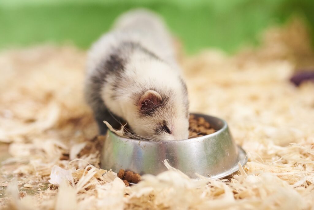 Ferret eating dry cat food from a bowl