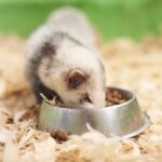 Can Ferrets Eat Cat Food?