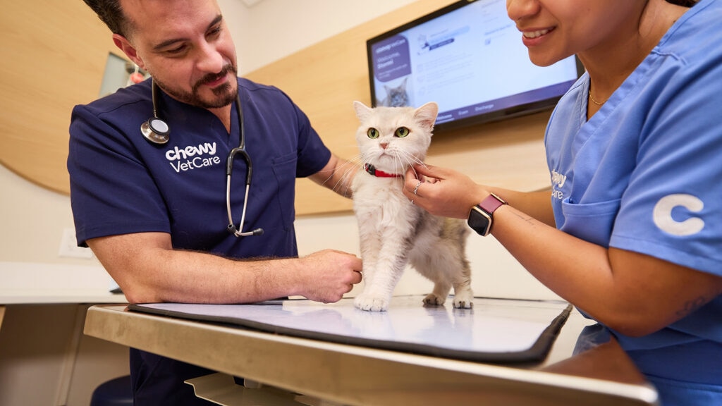 roundworms in cats: cat the vet clinic