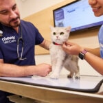 Roundworms in Cats: Signs, Treatment, and Prevention
