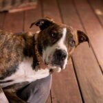 Signs of Poisoning in Dogs—and What To Do Next