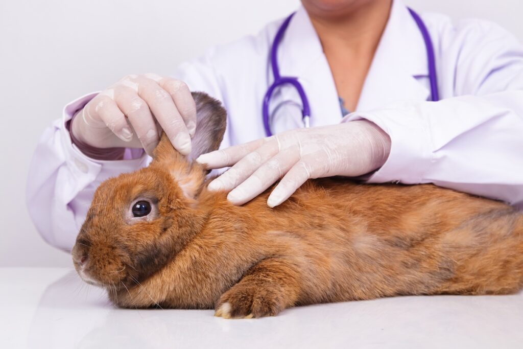 Veterinarian checking for rabbit ear mites