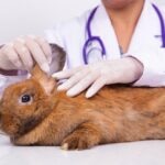 Rabbit Ear Mites: Symptoms and Treatment Options
