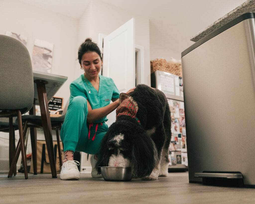 diet and nutrition for pets with cancer; a vet watches a dog eat.