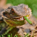 Can Bearded Dragons Eat Green Beans?
