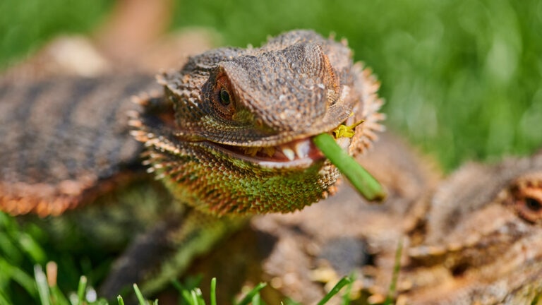 can bearded dragons eat green beans: bearded dragon eating greens