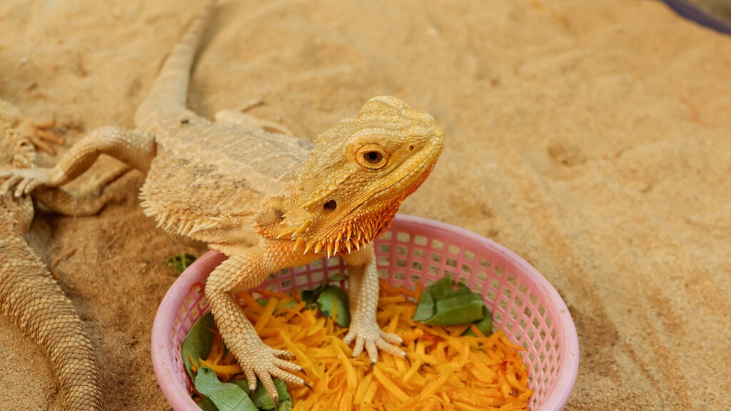 can bearded dragons eat cantaloupe: beardie standing in food bowl