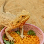 Can Bearded Dragons Eat Cantaloupe?