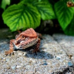 Can Bearded Dragons Eat Blackberries?
