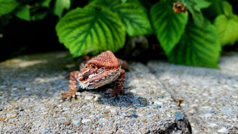can bearded dragons eat blackberries