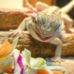 Can Bearded Dragons Eat Cabbage?