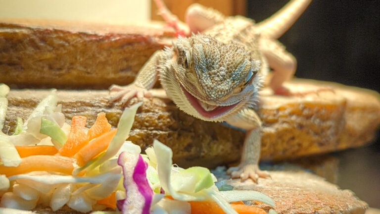 can bearded dragons eat cabbage: beardie looking at cabbage