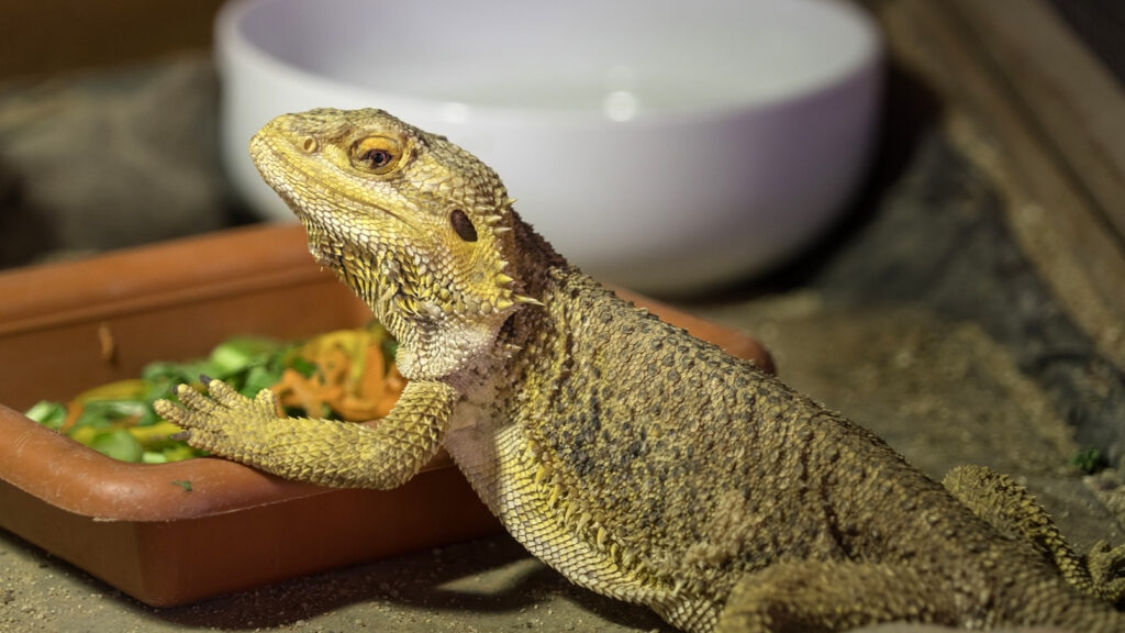 can bearded dragons eat bell peppers