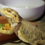 Can Bearded Dragons Eat Bell Peppers?