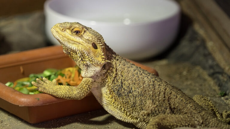can bearded dragons eat bell peppers