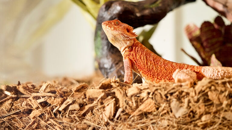 can bearded dragons eat eggs: beardie in enclosure