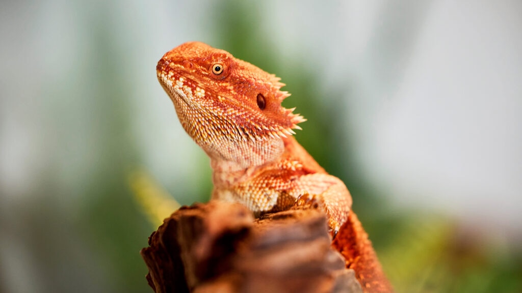can bearded dragons eat pineapple: beardie in enclosure