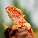 Can Bearded Dragons Eat Pineapple?
