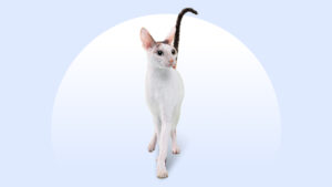 Cornish Rex