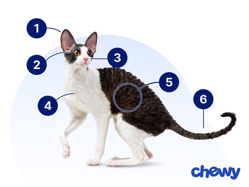 Photo of a Cornish Rex