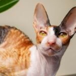 close-up of a loafing calico cornish rex cat