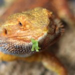 Can Bearded Dragons Eat Parsley?