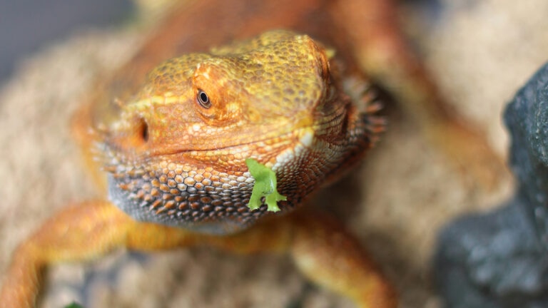 can bearded dragons eat parsley: beardie with parsley in mouth