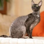 A black cornish rex cat sitting and looking over his shoulder