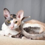 a muted calico cornish rex cat curled up