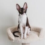 black and white cornish rex cat sitting on a cat tree