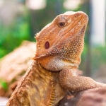 Can Bearded Dragons Eat Oranges?