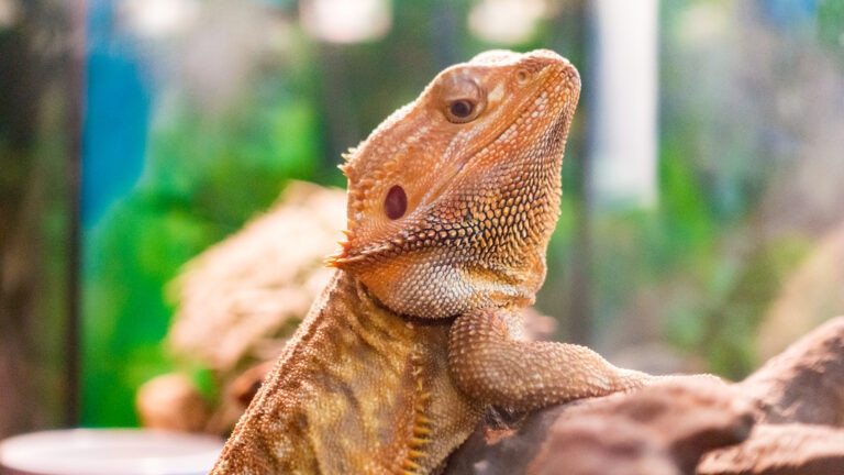 can bearded dragons eat oranges: close-up of a beardie