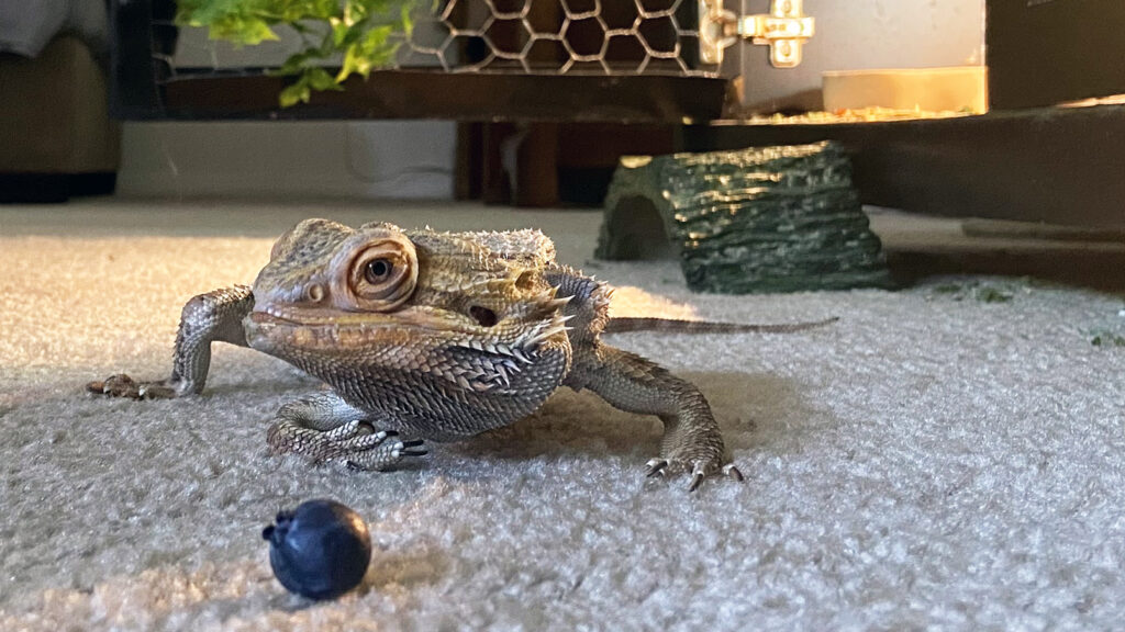 can bearded dragons eat blueberries