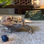 Can Bearded Dragons Eat Blueberries?