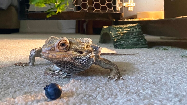 can bearded dragons eat blueberries