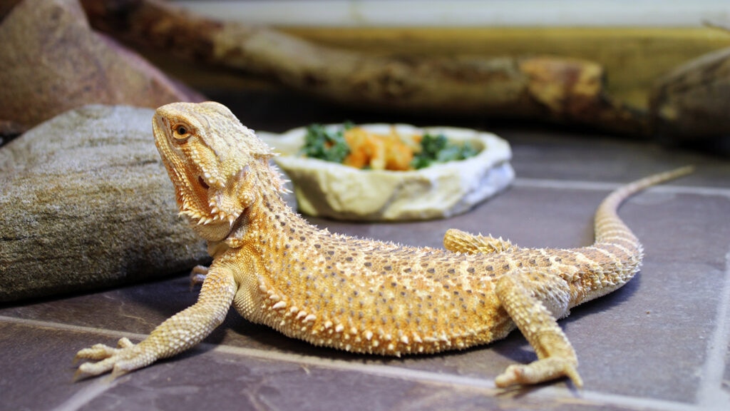 can bearded dragons eat celery: beardie in enclosure