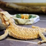Can Bearded Dragons Eat Celery?