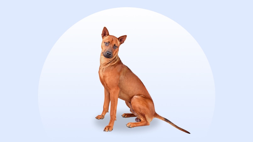 Red Thai Ridgeback sitting on an isolated blue background