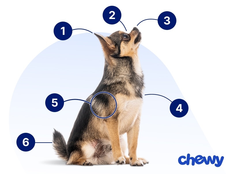 Photo of a Pomchi