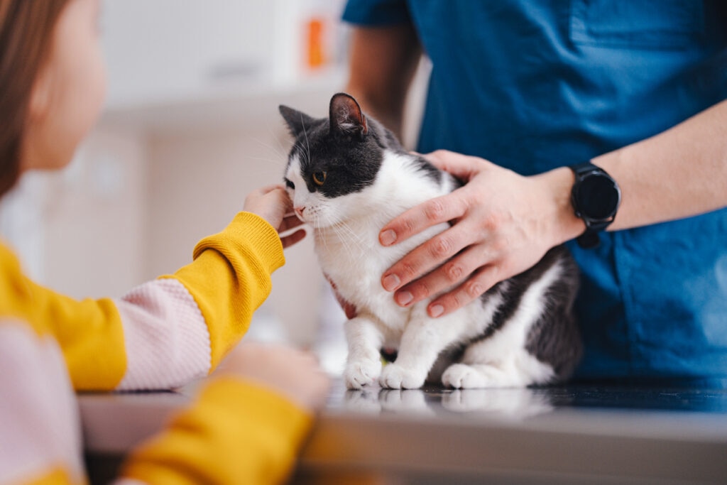 black and white cat sitting on vet exam table