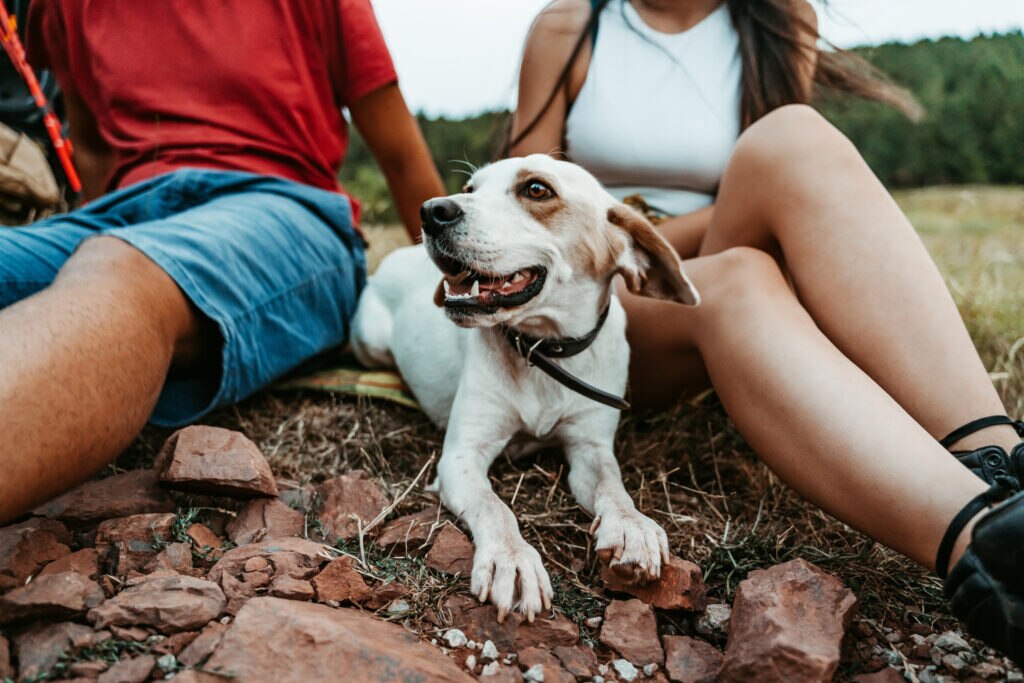 dangers of a smoking around a pet; a dog sits between his pet parents.