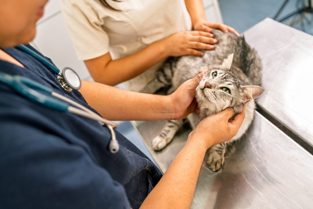 how is heartworm disease treated in cats; a vet examines a cat on an exam table.