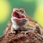 Bearded Dragon Mouth Rot