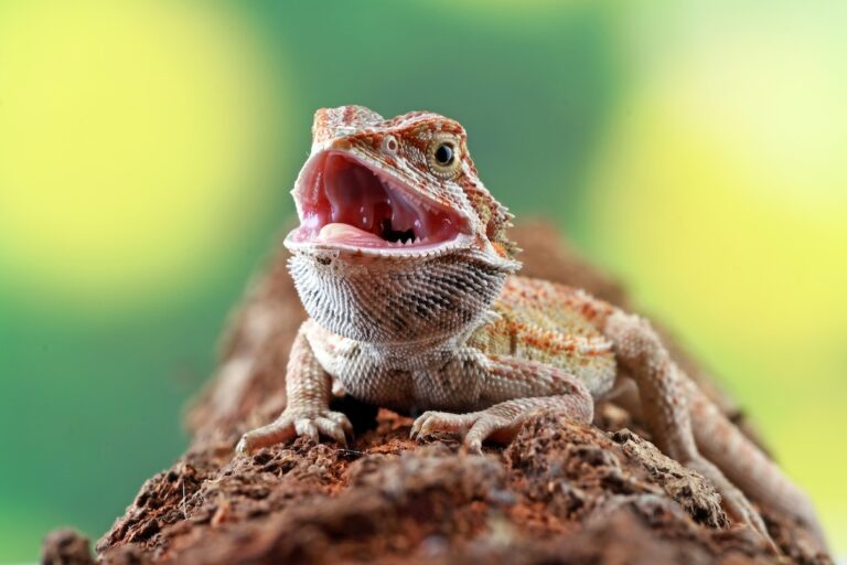 A pet bearded dragon with their mouth open.
