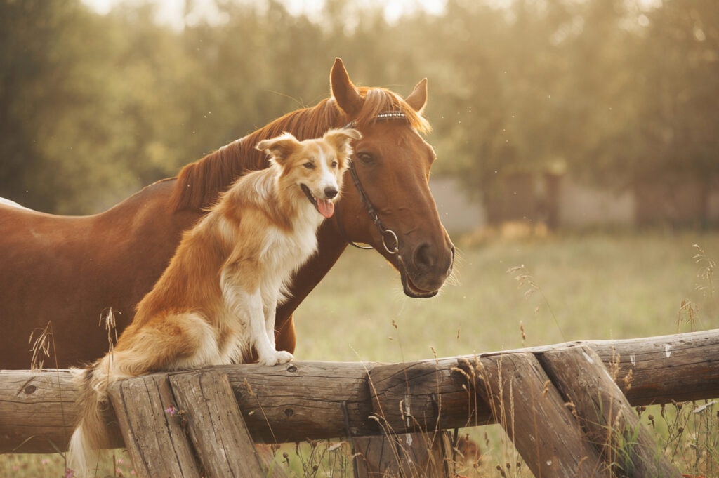 a horse and a dog looking over a fence