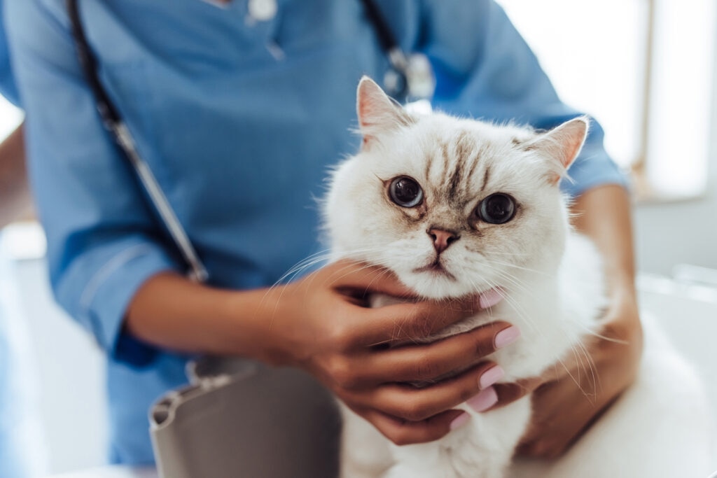 triaditis in cats; a vet holds a cat.