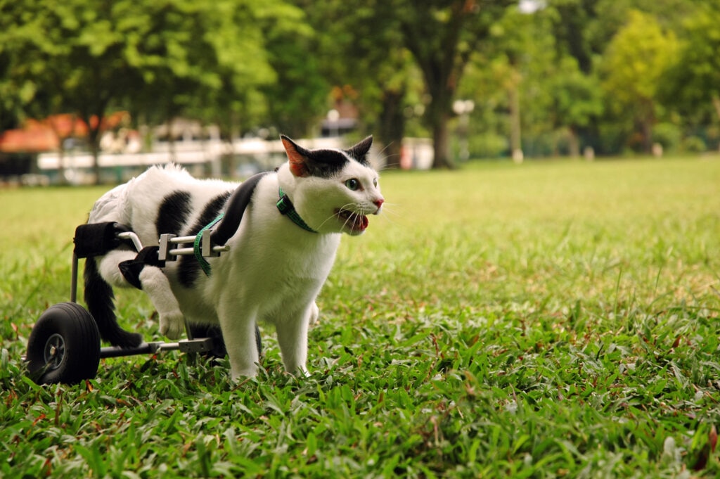 paralysis in cats; a disabled cat stands in a park.