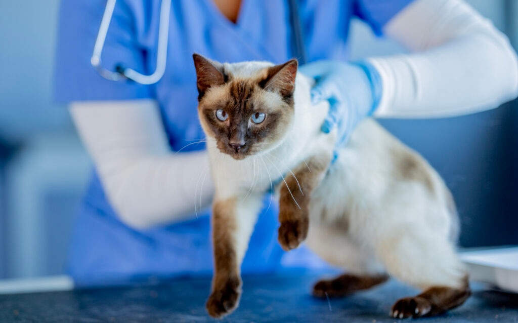 pericardial effusion in cats; a vet holds a cat.