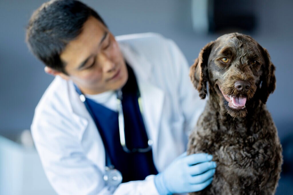 hepatitis in dogs; a dog is examined by a vet.